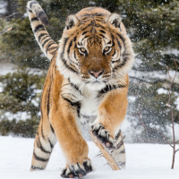 Фотки с тиграми