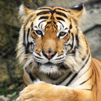 Фотогрфии с тиграми