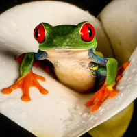 Avatar frog