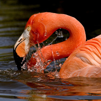 Аватарка фламинго