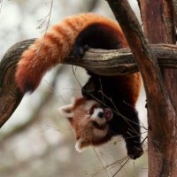 Скачать авы красные панды