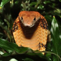 Королевская кобра злобно выглядывает из густых зарослей