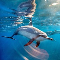 Картинка на аву дельфины