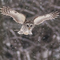 Летящая сова высматривает добычу на снегу