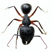 Аватары с муравьями