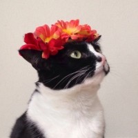 Чёрно-белая кошка с красными цветами на голове
