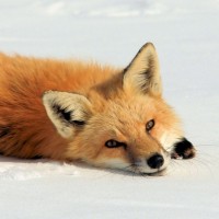 Лиса просто лежит на снегу в в зимний солнечный день