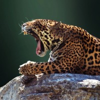 Взрослый леопард лежит на большом камне и зевает.