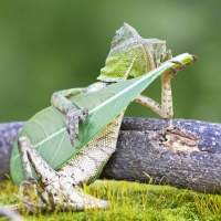 Хамелеон играет на гитаре из зелёного листочка