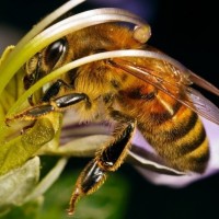 Аватары с пчёлами
