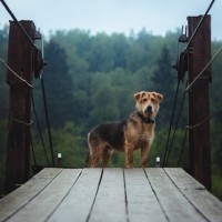 Собака с мокрой шерстью стоит на деревянном мосту.
