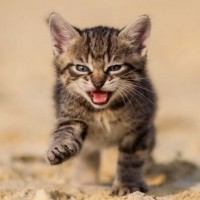 Авы Вконтакте с котятами