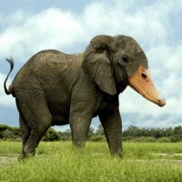 Аватарка слоны