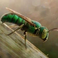 Аватар для ВК с насекомыми