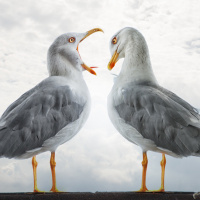 Две чайки эмоционально выясняют отношения