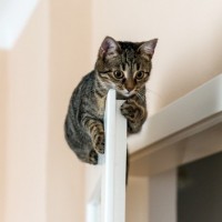 Скачать авы коты