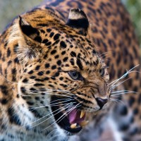 Фото леопарда с оскалом и поджатыми ушами.