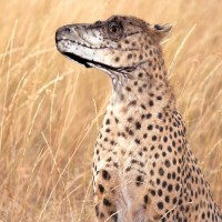 Картинка гепарды