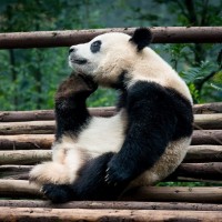 Фотогрфии с пандами