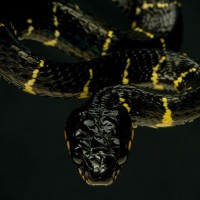 Фотогрфии с змеями