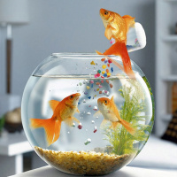 Золотая рыбка подкармливает своих друзей в аквариуме