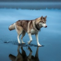 Сибирский хаски плескается в освежающей воде