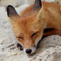 Лиса с поджатыми ушами спит на камнях