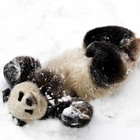 Авы Вконтакте с пандами