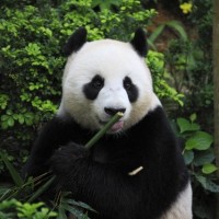 Фотки с пандами