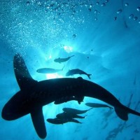 Силуэт акулы плывущей в сопровождении группы рыб