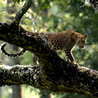 Леопард стоит на толстом стволе дерева в джунглях