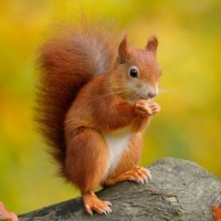 Squirrels avatars