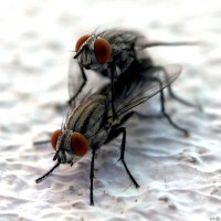 Картинка на аву мухи