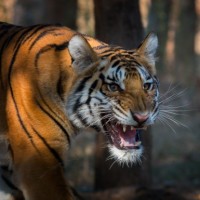 Тигр с открытой пастью охраняет свою территорию от незваных гостей