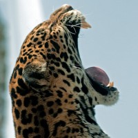 Леопард очень широко зевает, что аж самому заотелось