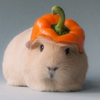 Морская свинка в шлеме из кусочка оранжевого перца