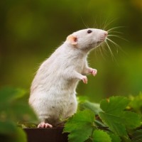 Авы Вконтакте с крысами