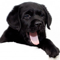 Чёрный щенок лабрадора с высунутым языком