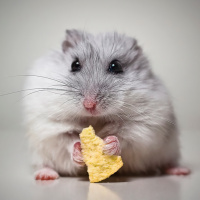 Серый хомячок сидит с кусочком чипсины в лапках