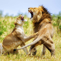 Эмоциональная семейная ссора у пары львов в саванне