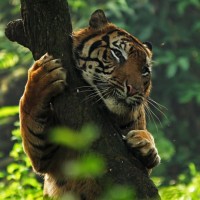 Картинка на аву тигры
