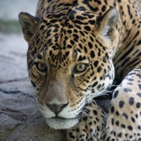 Фотки с леопардами