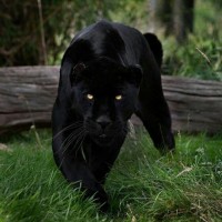 Чёрная пантера крадётся по мягкой траве в лесу