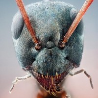 Аватарка насекомые