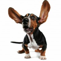 Собака с длинными висячими ушами, поднятыми вверх