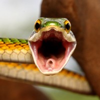 Фото с змеями