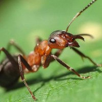 Фото с муравьями
