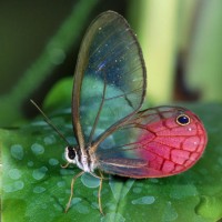 Butterflies images