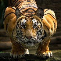 Фото с тиграми
