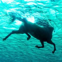 Подводное фото плывущей чёрной лошади